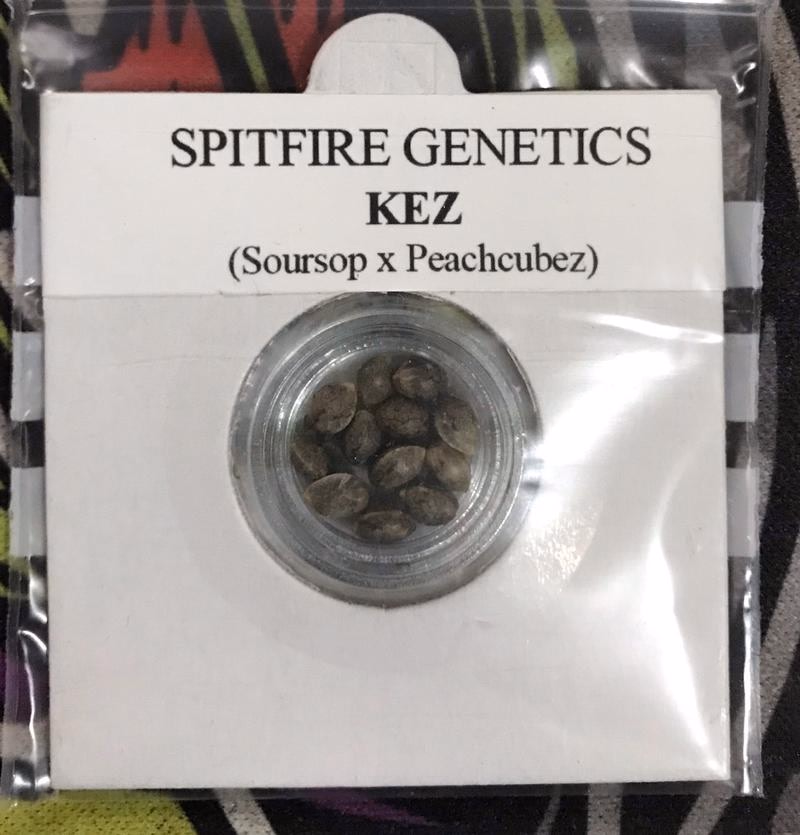 Spitfire Genetics 2