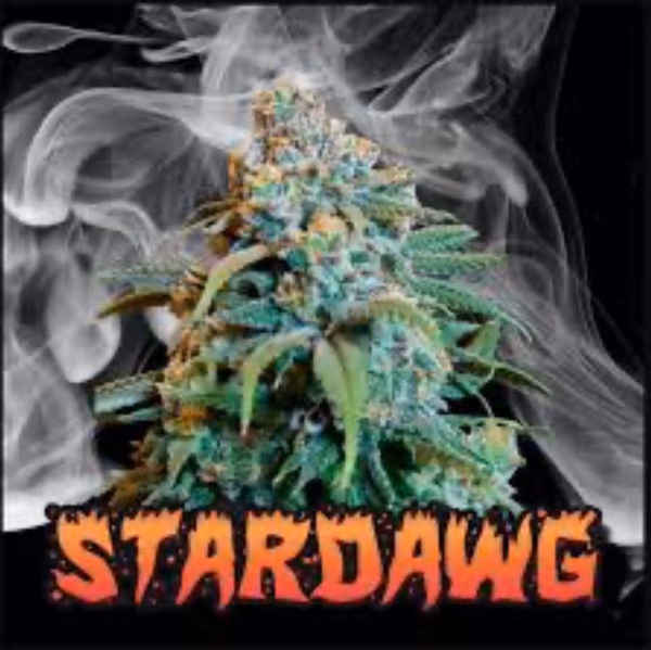 Stardawg