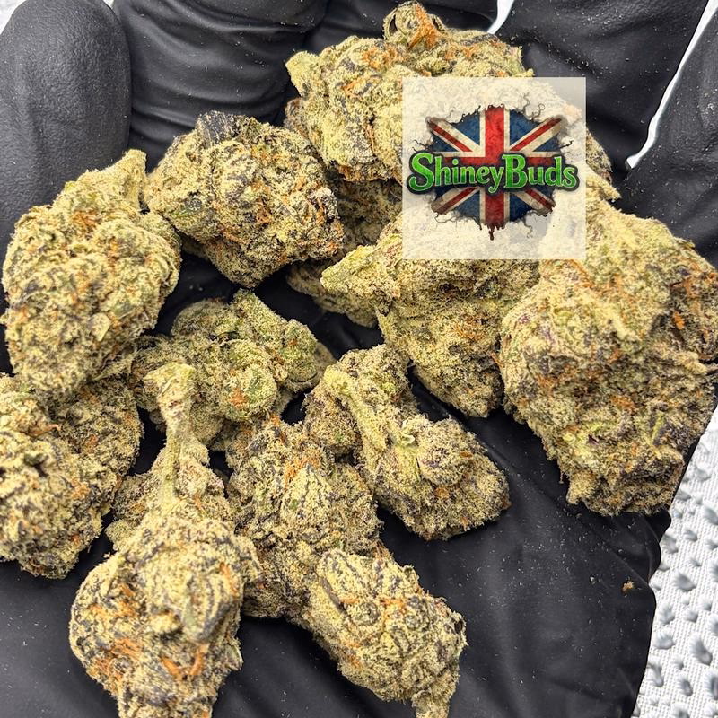 🇺🇸 10 Bandz CONNECTED CANNABIS 2