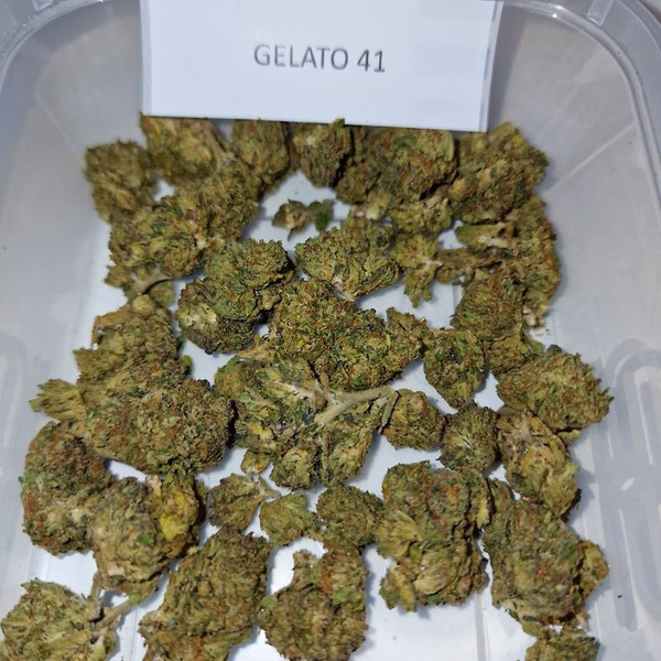 Gelato 41