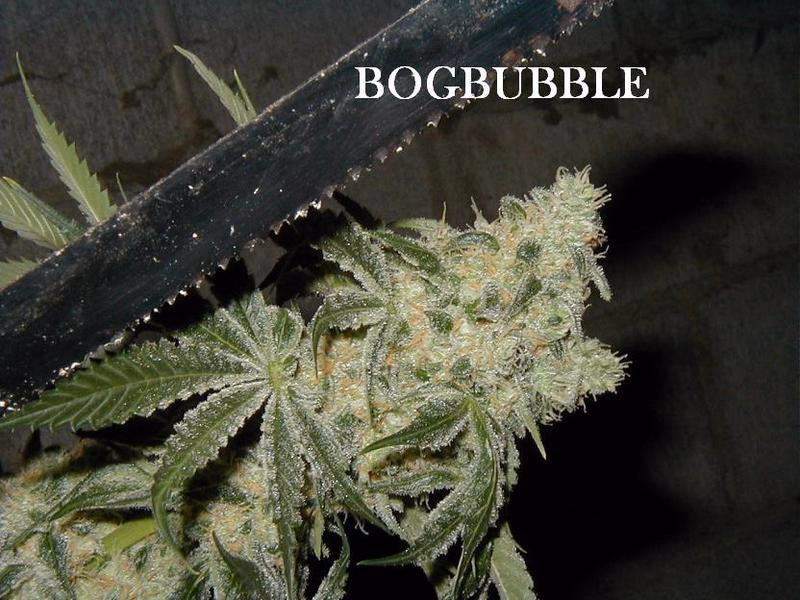 BOG Seeds / Bushy Old Grower 2