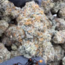 Widow Bomb