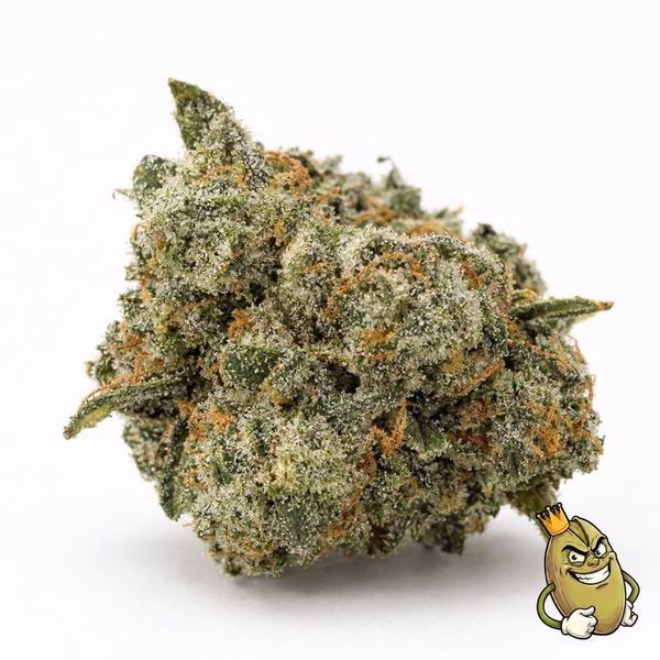 BISCOTTI - TOP SHELF £201 L'ONCIA