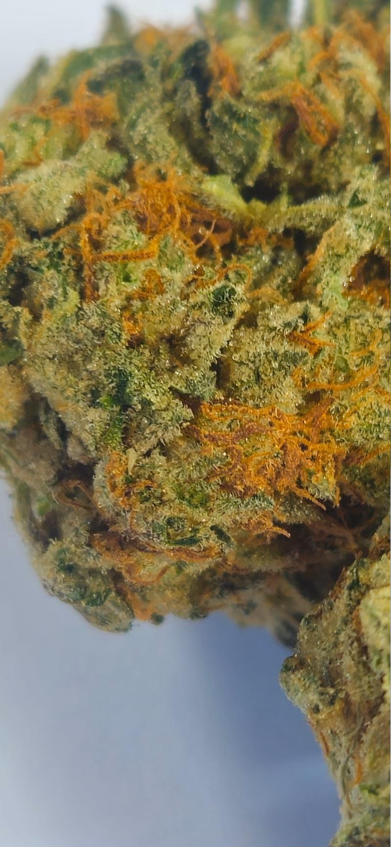 Stardawg 3