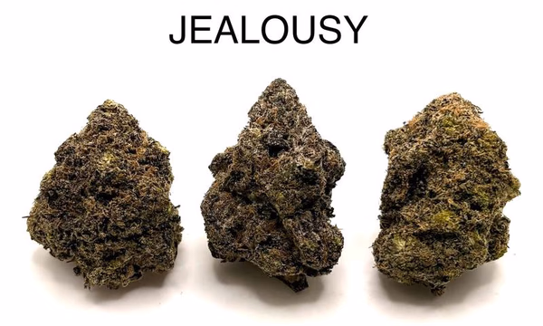 JEALOUSY