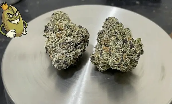 GIRAFFE PUZZY - DOJA PAK