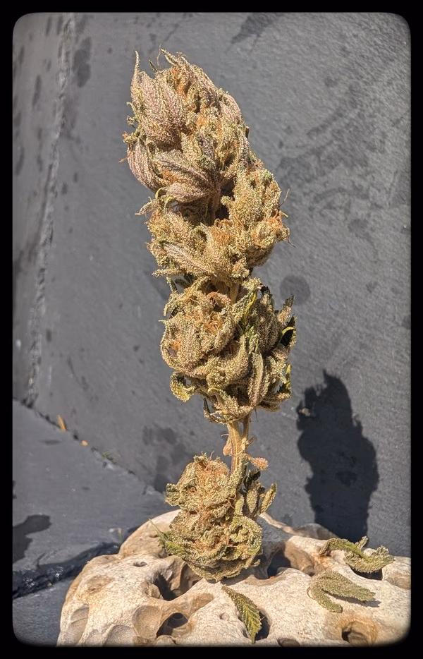 Artemis 1 ( Skunk)