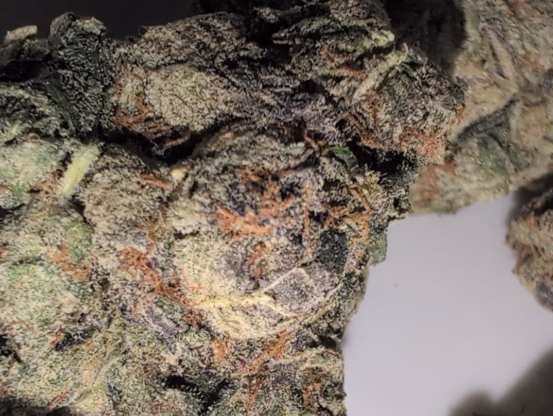 Z33 (Zkittlez x Gelato 33) UK TOP SHELF PREMIUM BUD