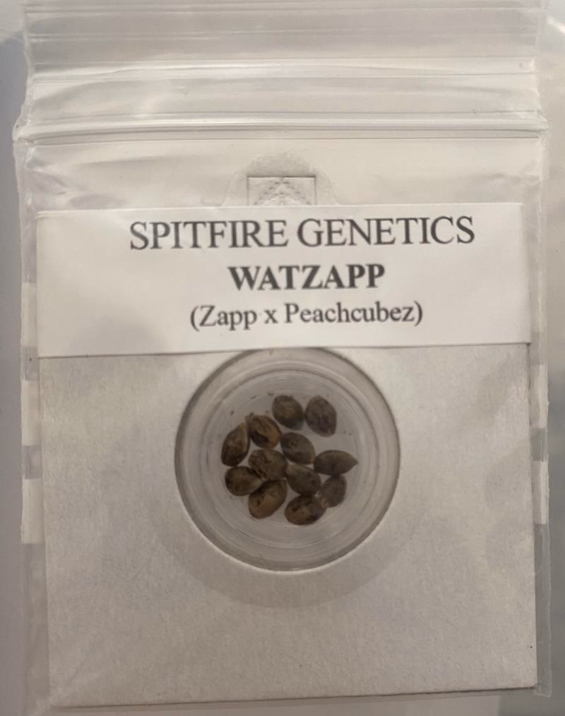 Spitfire Genetics 4