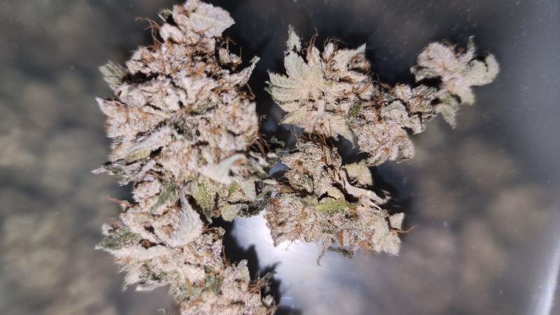 UK GROWN FLOWER 2