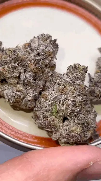 Rainbow Zangria Cutting/Clone 3
