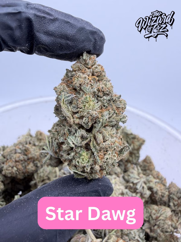Star Dawg ⛽ 🌟