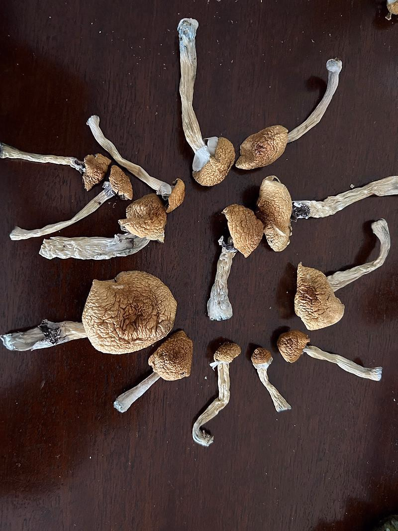 Magic Mushrooms: Stargazer
