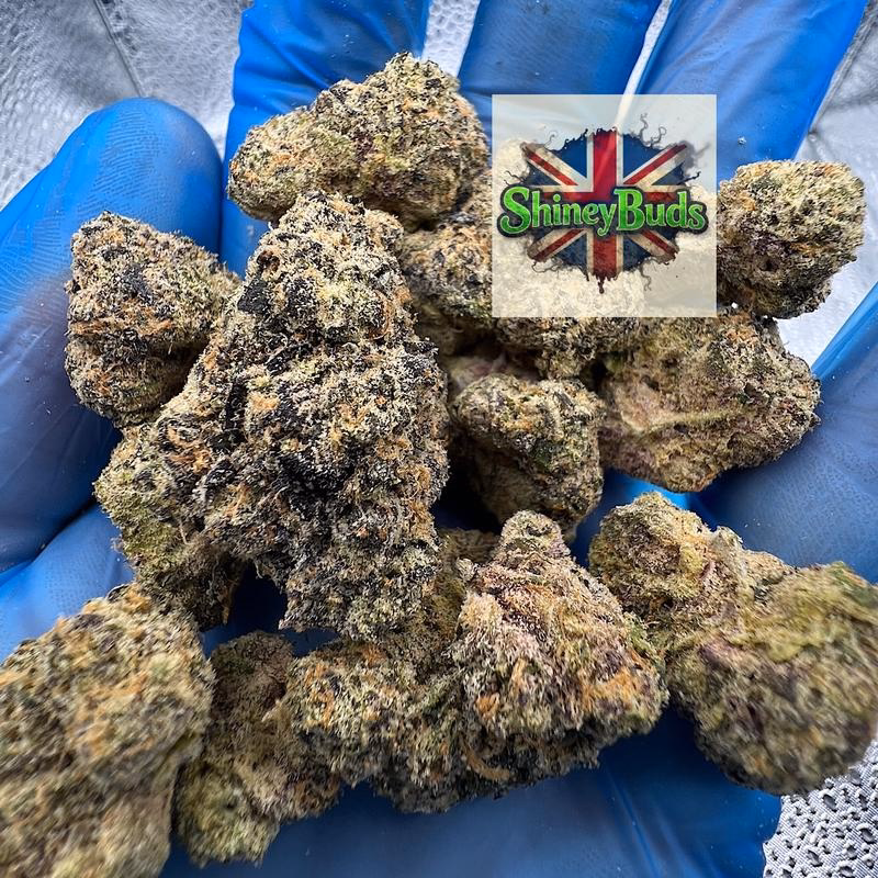 🇺🇸 Black Bow WIZARD TREES 2