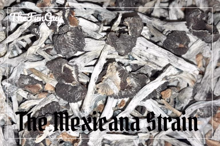 Mexicana strain (Psilocybe cubensis)