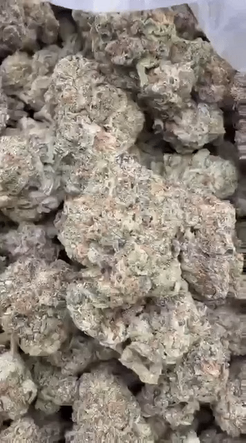 BLIZZARD 🇺🇸 TOP/MIDS
