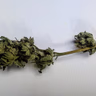 Organic CBD Danceworld