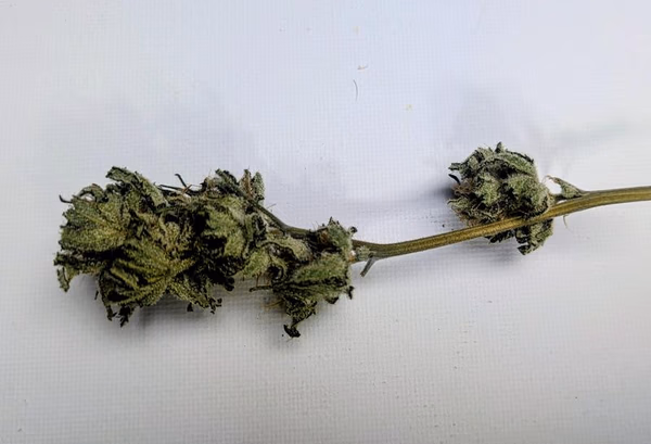 Organic CBD Danceworld