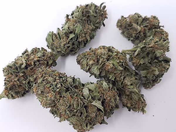 Organic Outdoor Cannabis - mixed stranis