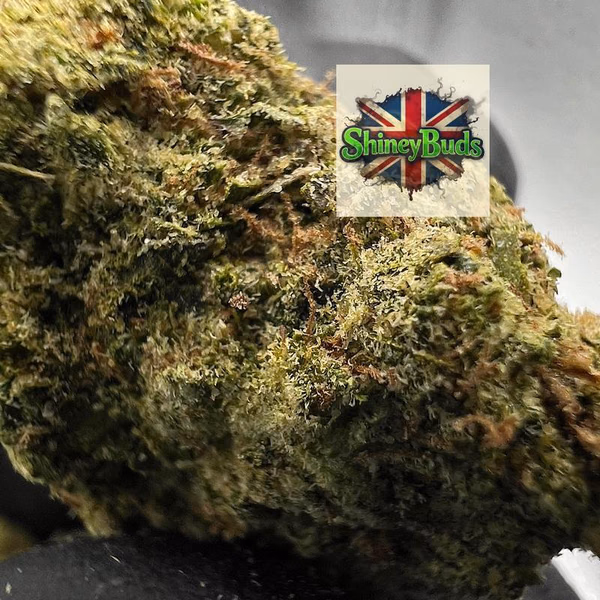 🇺🇸 Sugar Cookie (Mids)