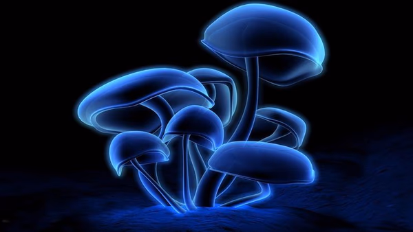 Blue Honey from Magic Mushrooms Psilyocibin