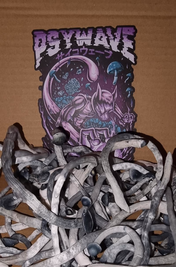 Black Cap Ochraceocentrata Mushrooms