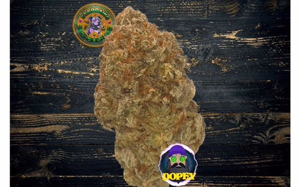 Stardawg