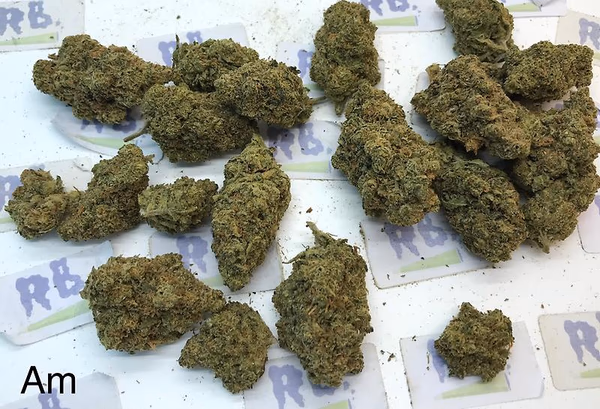 LEMON AMNESIA A+ DUTCH