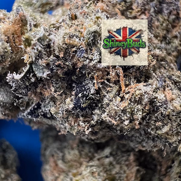 🇺🇸 Black Magic WIZARD TREES