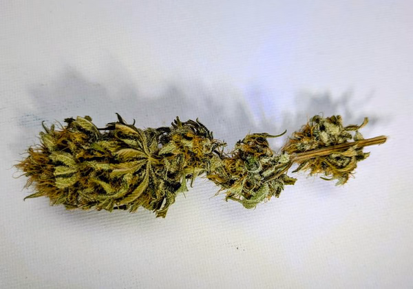 Organic Malawi Gold