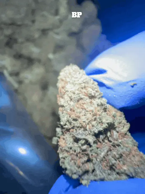 Cali Mids - Loose Import 🇺🇸 3