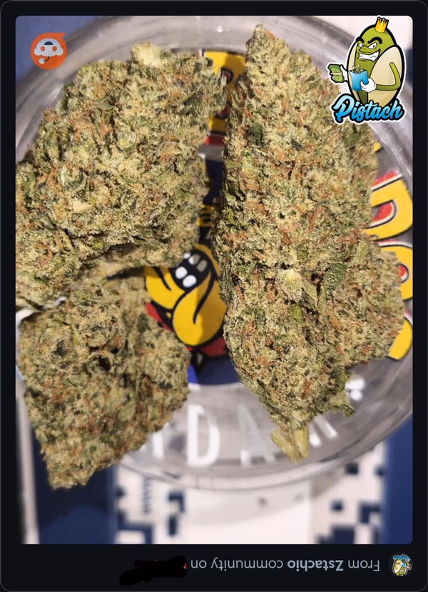 CELOS - SHERBET X GELATO 41 ENVÍO GRATIS