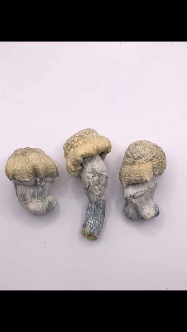 ALBINO PENIS ENVY MAGIC MUSHROOMS image