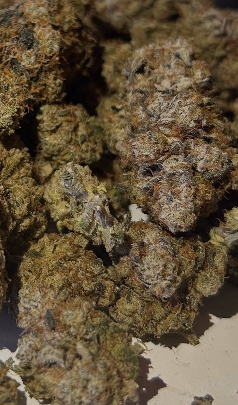 Miami Yayo - Cookies Seedbank 4