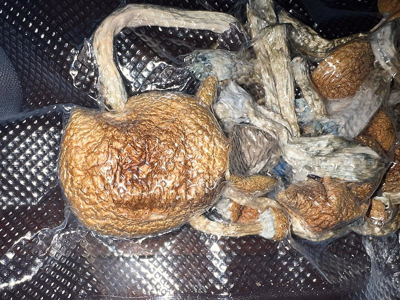 Magic Mushrooms: Stargazer