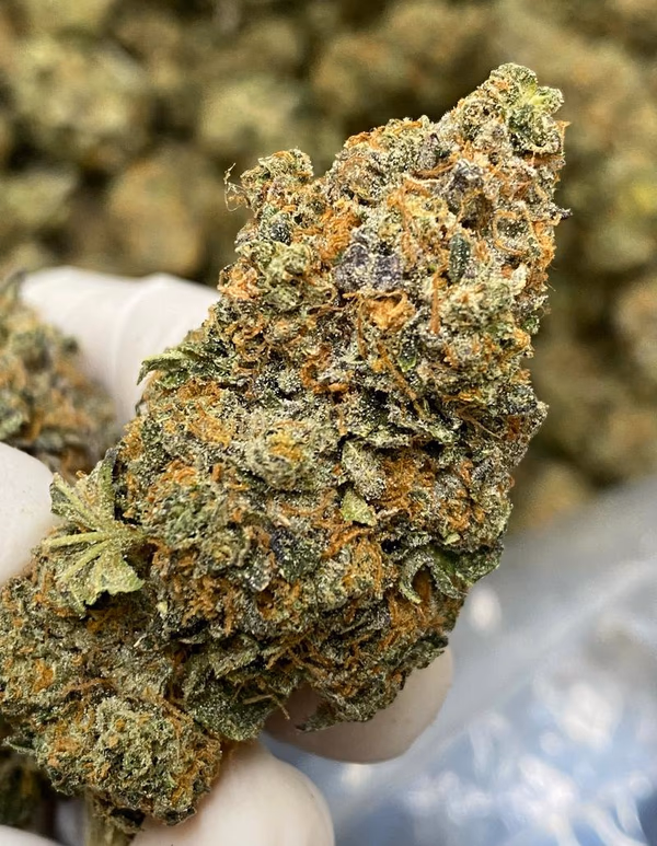 Biscoff Top Quality in House Grown ⛽️ 🔥