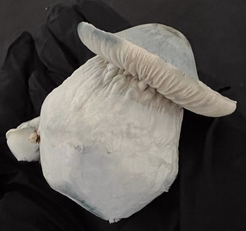 Magic Mushrooms: Yeti