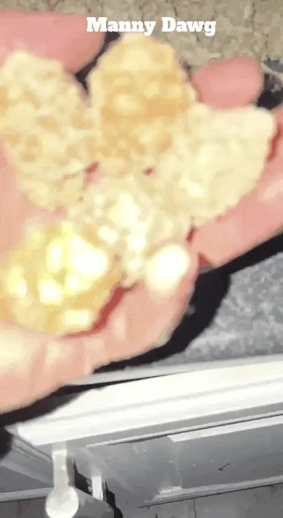 MANNY STARDAWG ⭐🐶