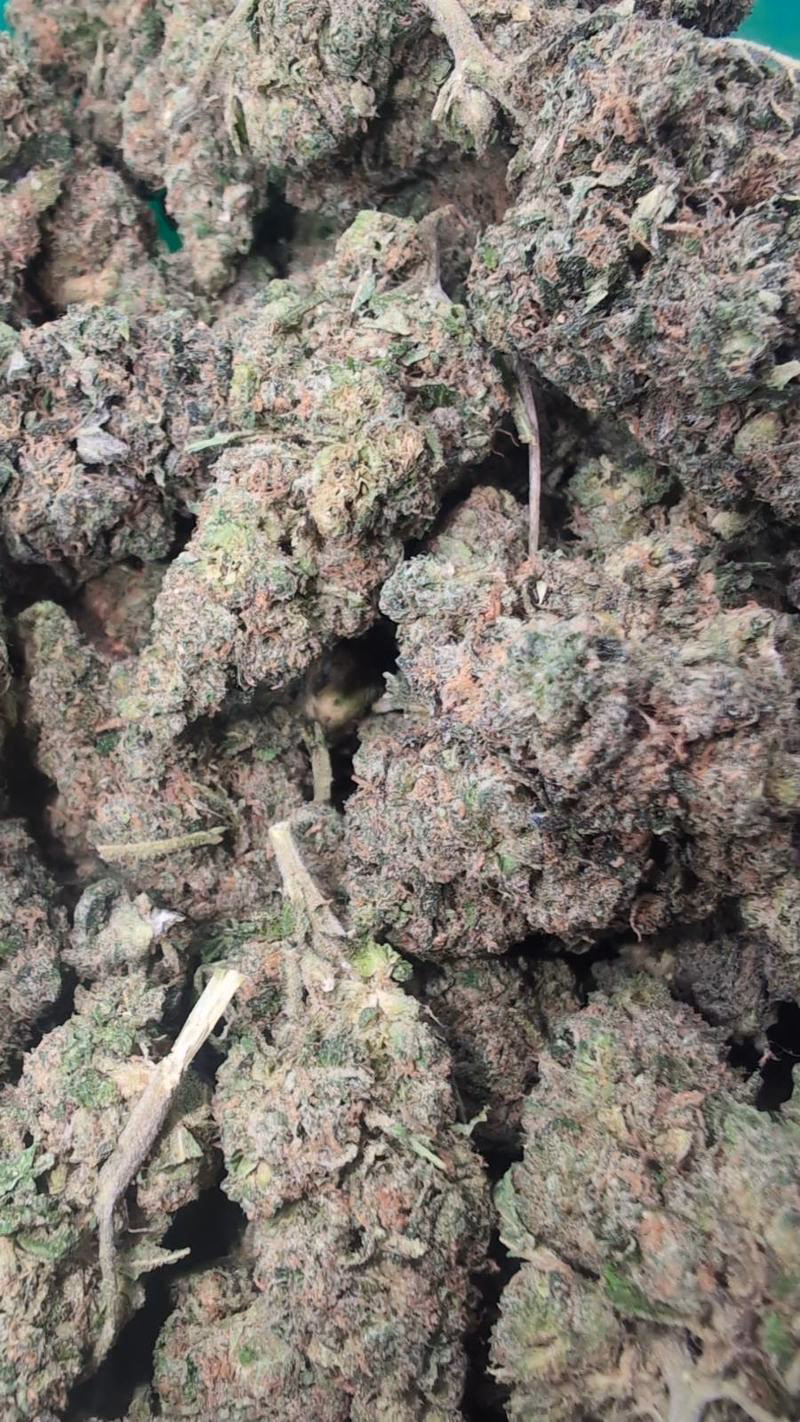 RAMBO PREMIUM BUD 🔥🔥 5