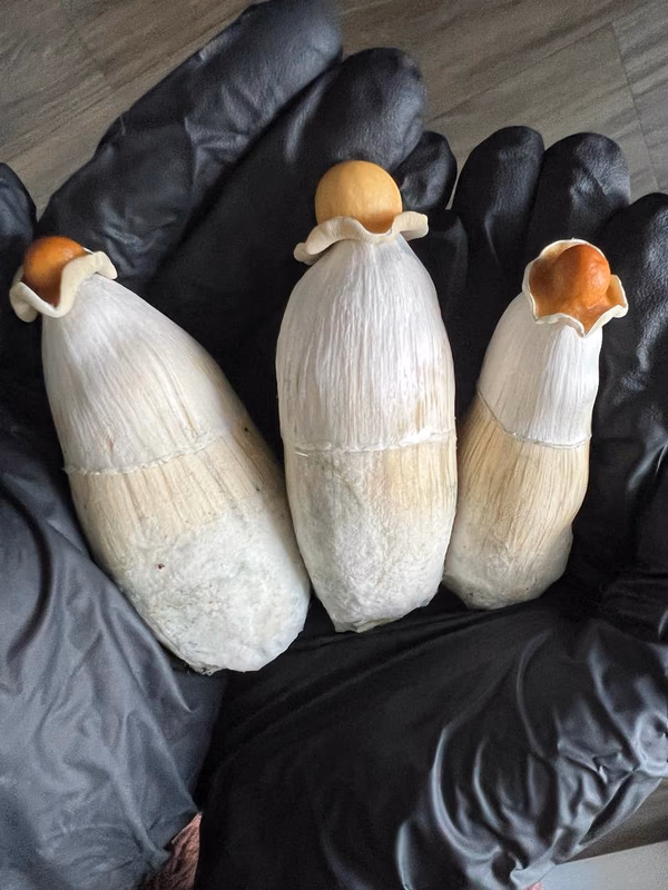 Magic Mushrooms: ODPE