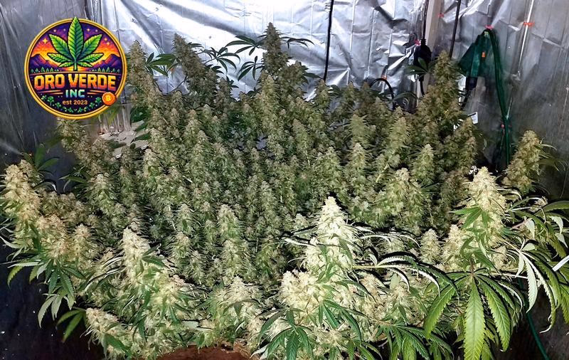 Guava Dawg 4