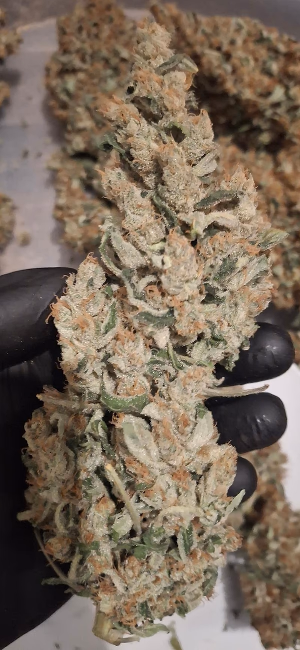 Delicious Strong Super Lemon Haze