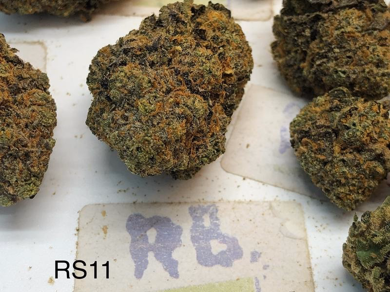 UK Exotics 4