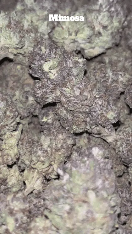 Cali Mids - Loose Import 🇺🇸 5