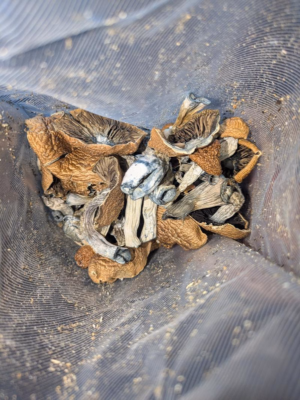 Medical grade shrooms — Psychedelics