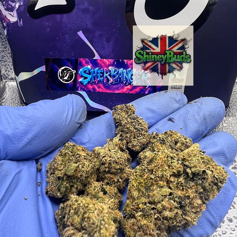 🇺🇸 Sherbanger WIZARD TREES 2
