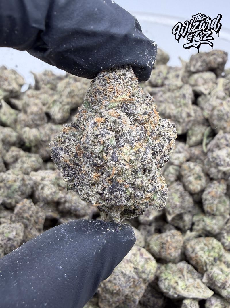 Jungle Boys Strain: Zamarelo