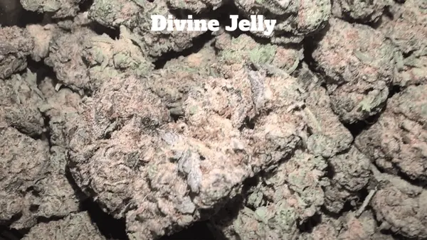 Top Shelf Exotics - Imported Loose Flower