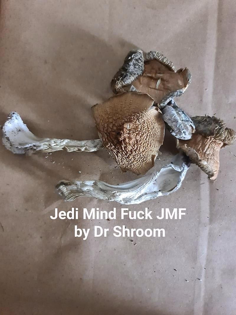 Magic Mushrooms