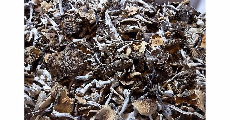 Treasure Coast Cubensis